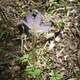 Colchicum alpinum