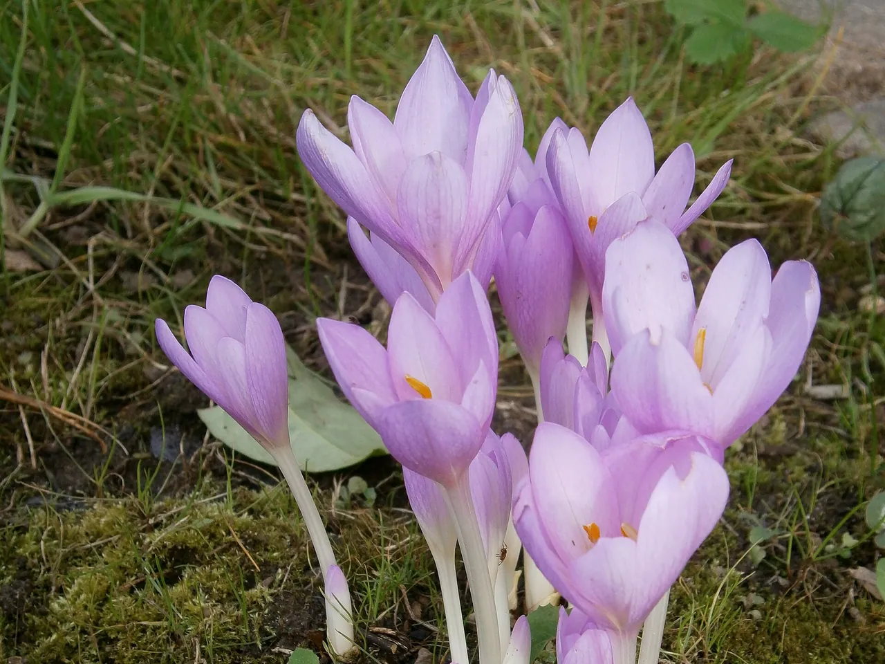 Autumn crocus