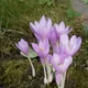 Autumn crocus