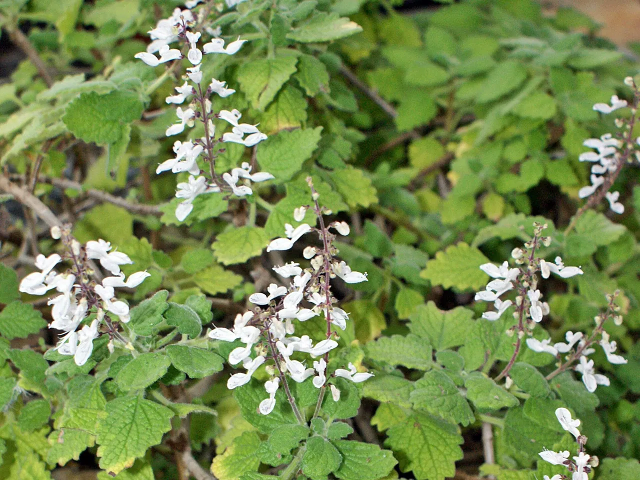 Coleus madagascariensis