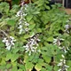 Coleus madagascariensis