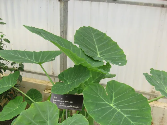 Colocasia gigantea
