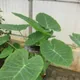 Colocasia gigantea