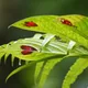 Columnea consanguinea