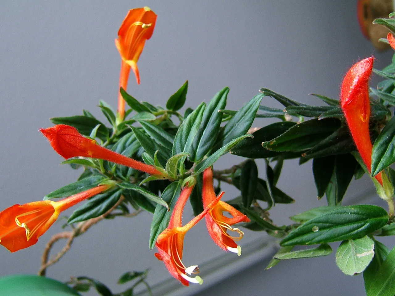 Columnea crassifolia