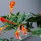 Columnea crassifolia