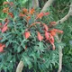 Columnea hirta