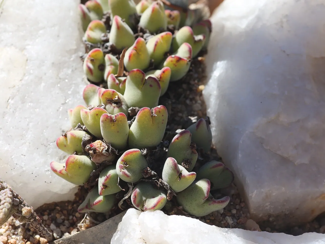Conophytum bilobum