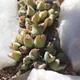 Conophytum bilobum
