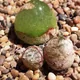 Conophytum burgeri