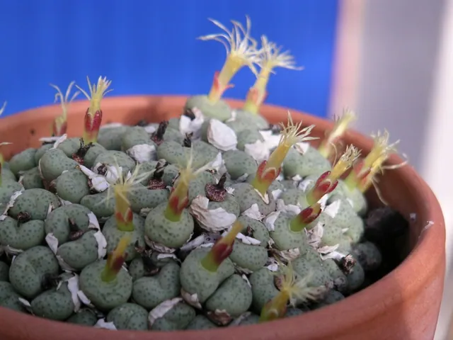 Conophytum truncatum