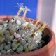 Conophytum truncatum