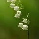 Lily of the valley