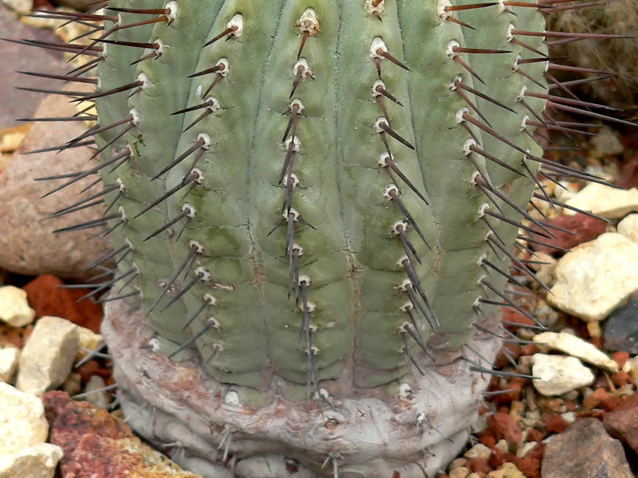 Copiapoa cinerea