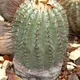 Copiapoa cinerea