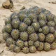 Copiapoa coquimbana