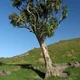 Cabbage Tree