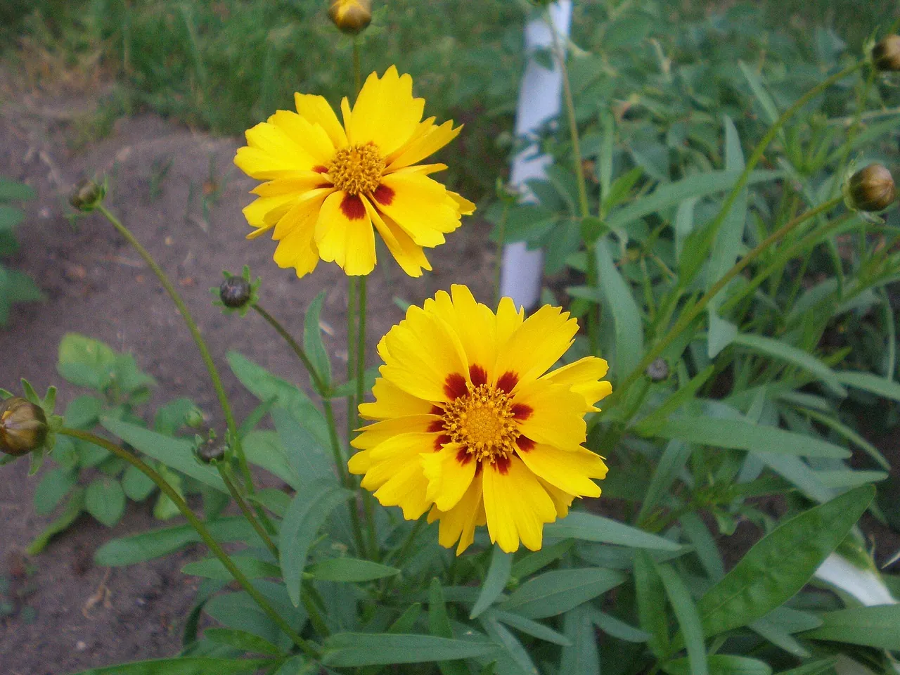 Large-flowered tickseed