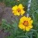 Large-flowered tickseed