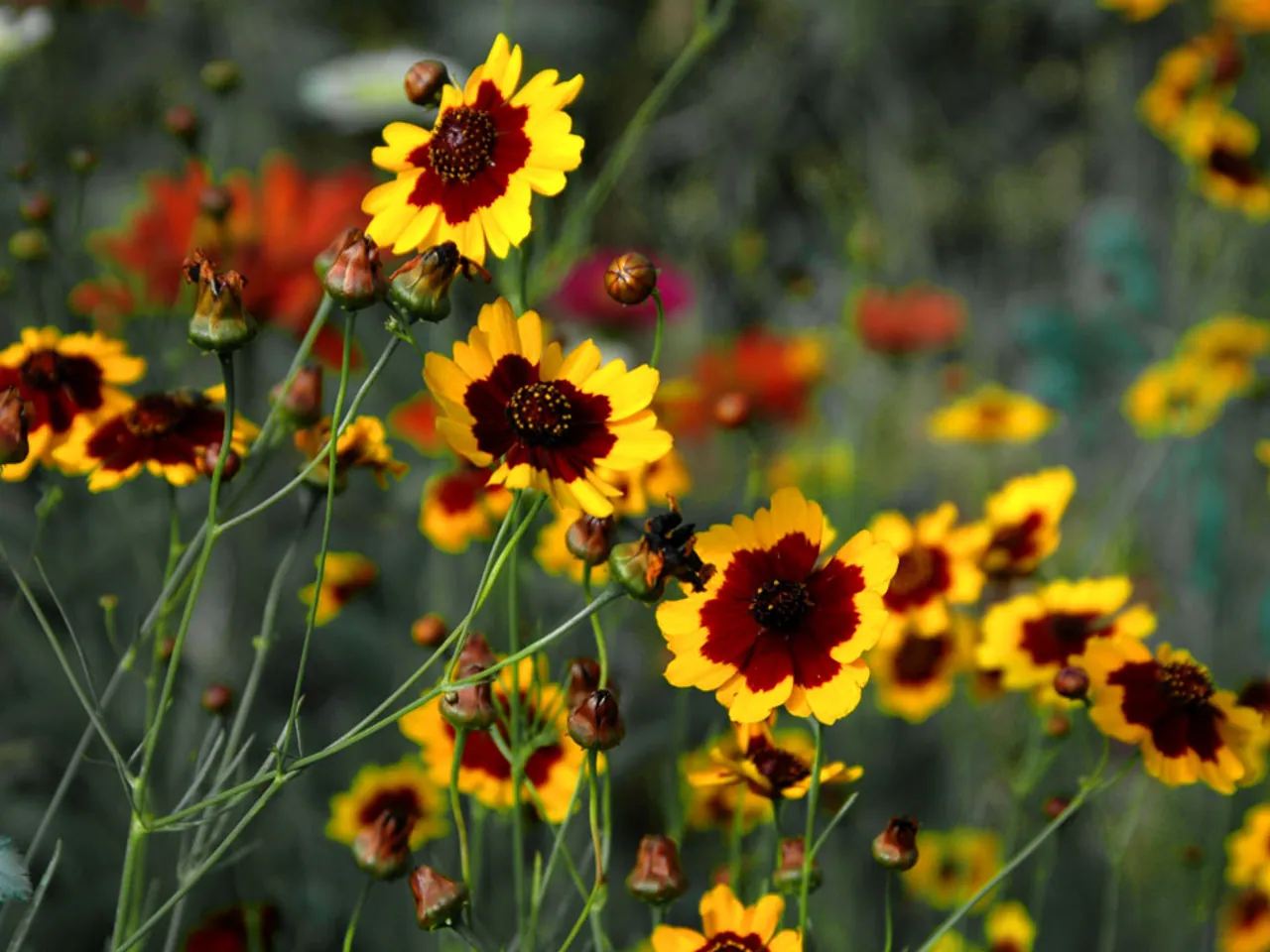 Calliopsis