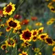 Calliopsis