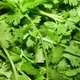 Coriander