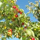 Cornelian cherry