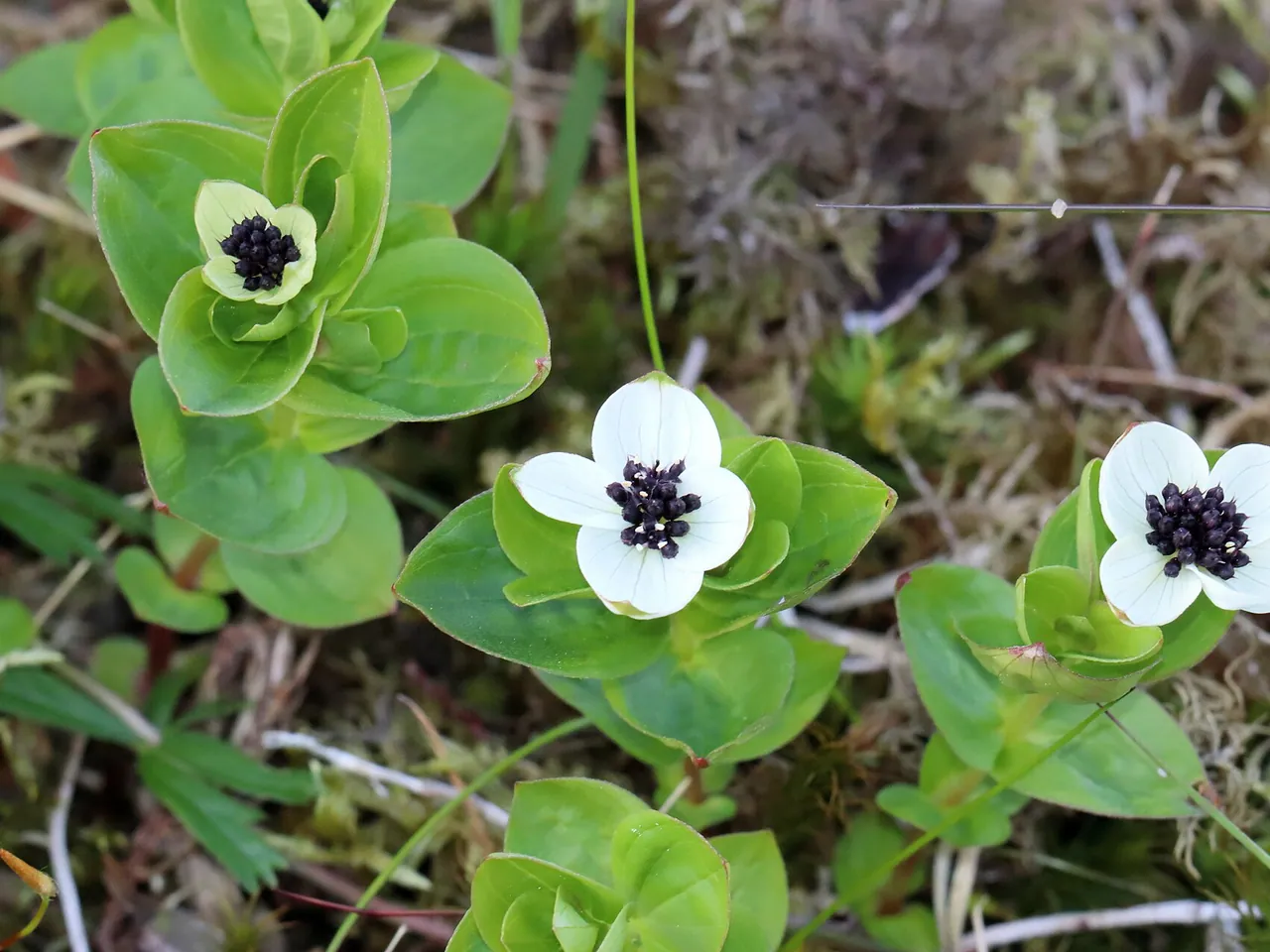 Bunchberry