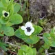 Bunchberry