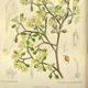 Corokia cotoneaster