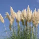 Pampas grass