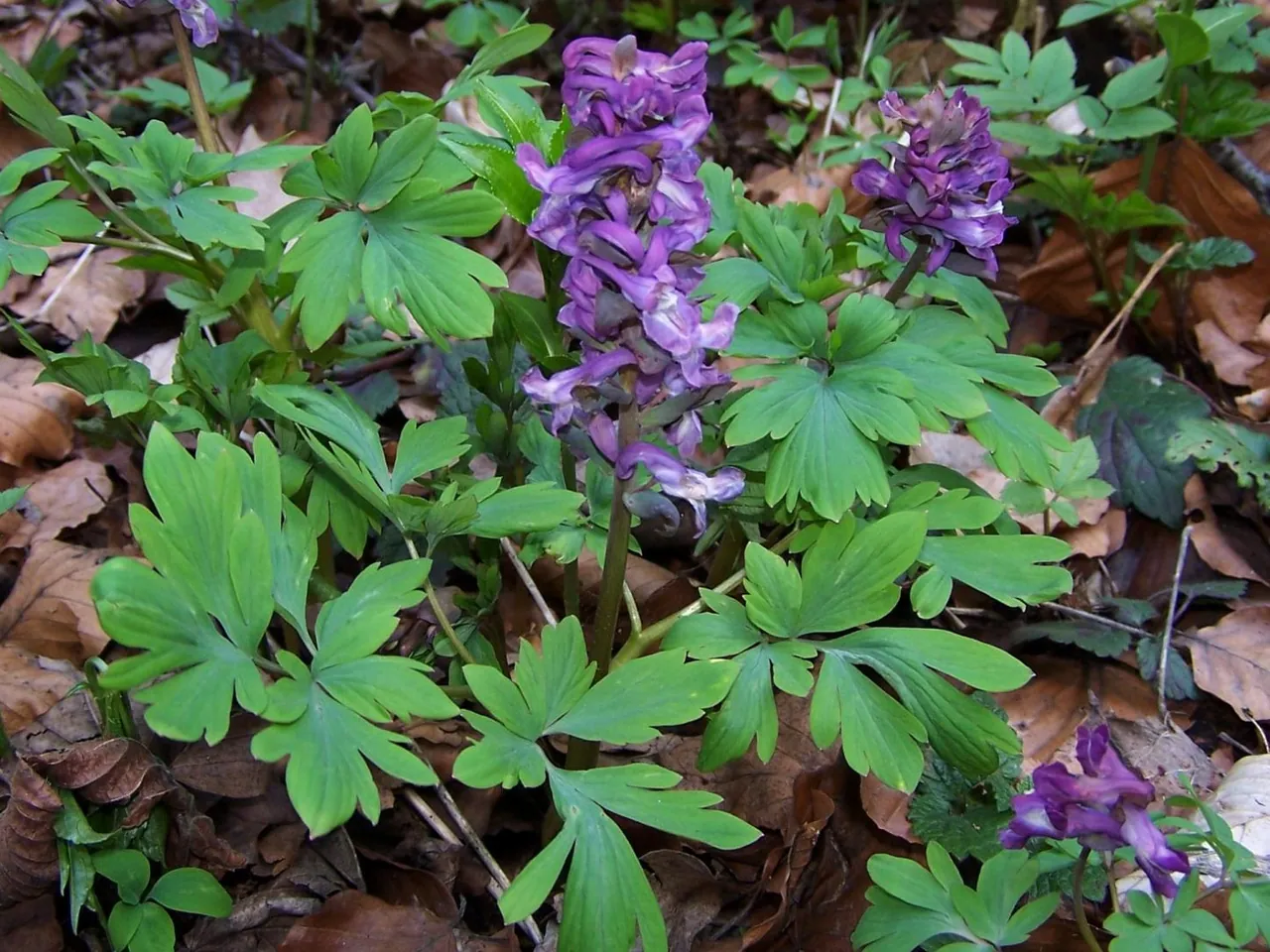 Hollowroot