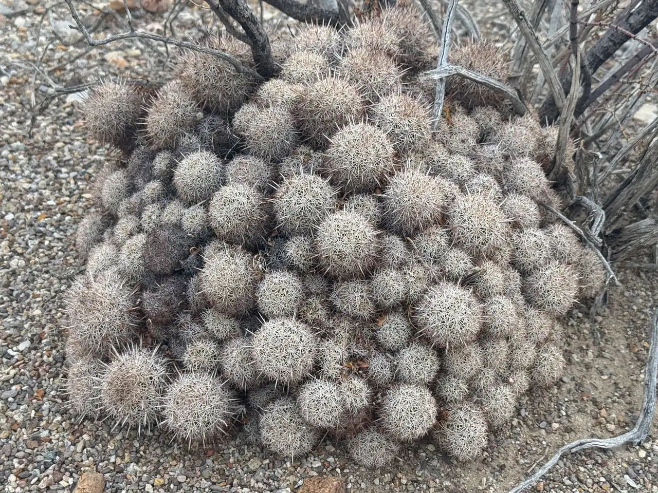 Coryphantha echinus