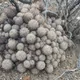 Coryphantha echinus
