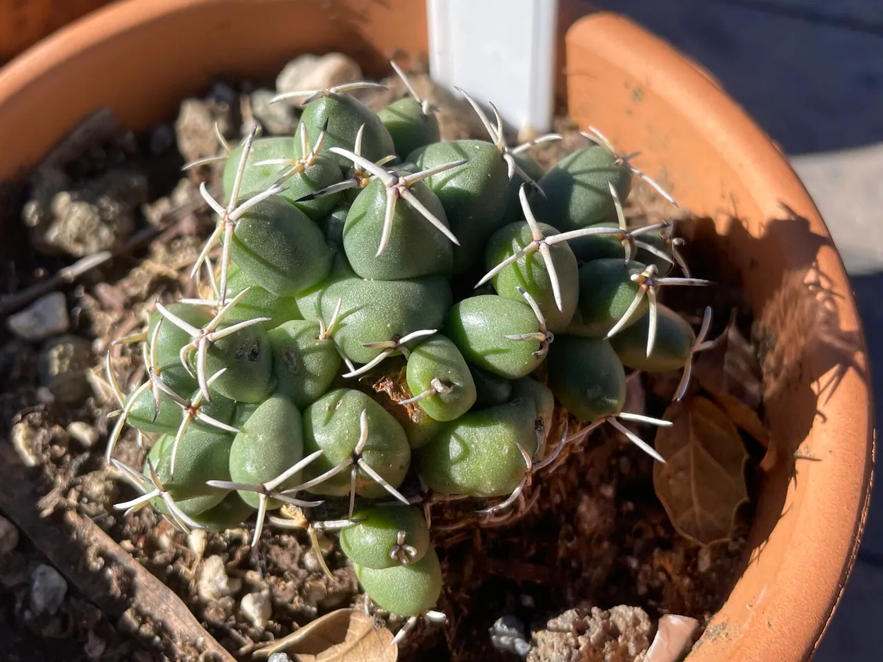 Coryphantha elephantidens