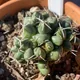Coryphantha elephantidens