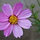Cosmea
