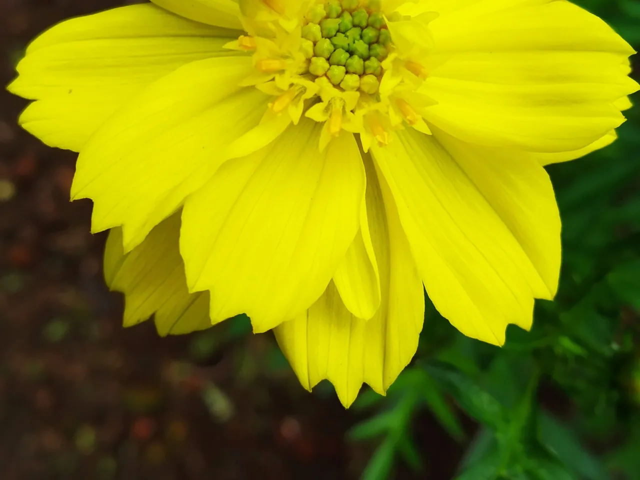 Cosmos sulphureus