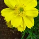 Cosmos sulphureus