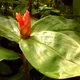 Costus scaber