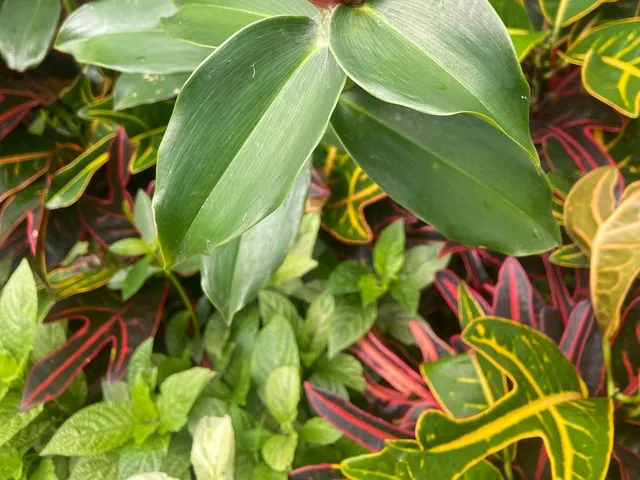 Costus spicatus