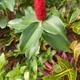 Costus spicatus