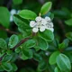 Bearberry cotoneaster