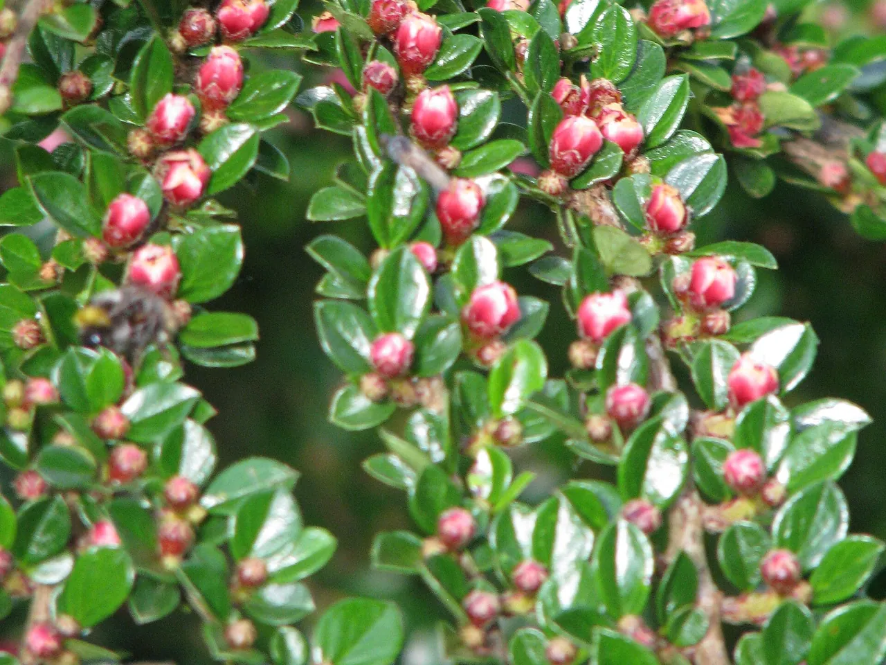 Cotoneaster horizontalis