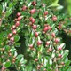 Cotoneaster horizontalis