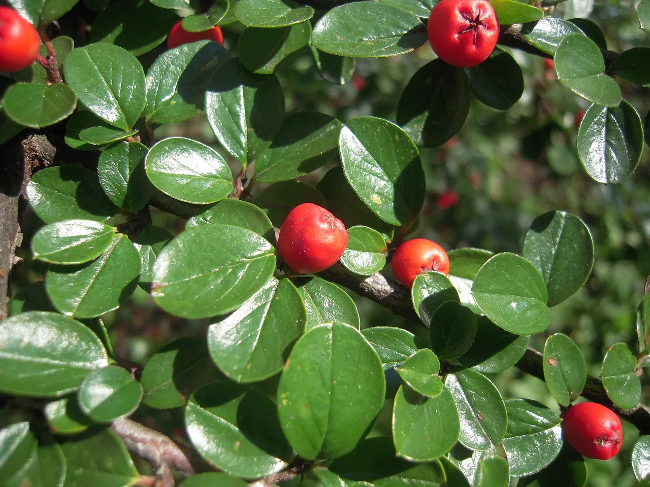 Cotoneaster integerrimus