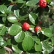 Cotoneaster integerrimus