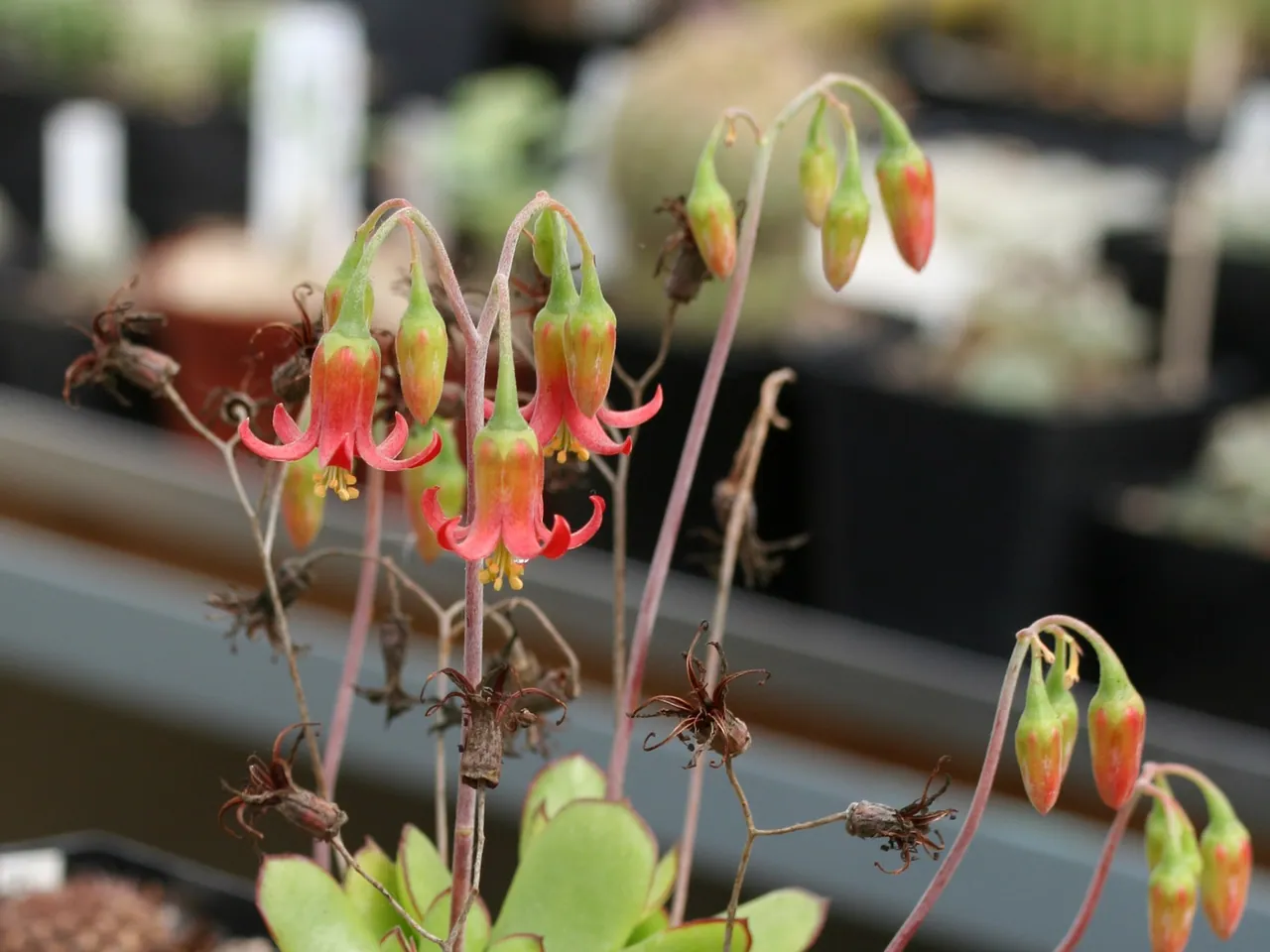 Cotyledon eliseae