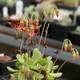 Cotyledon eliseae