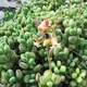 Cotyledon tomentosa